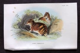 Lloyds - Australia Native 1896 Print. Gunn's Bandicoot