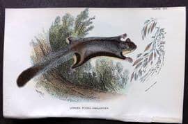 Lloyds - Australia Native 1896 Print. Lesser Flying Phalanger