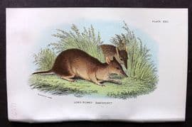 Lloyds - Australia Native 1896 Print. Long Nosed Bandicoot