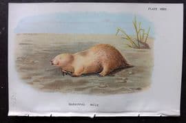 Lloyds - Australia Native 1896 Print. Marsupial Mole