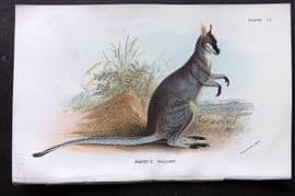 Lloyds - Australia Native 1896 Print. Parry's Wallaby