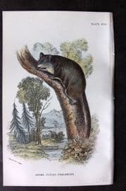 Lloyds - Australia Native 1896 Print. Pigmy Flying Phalanger