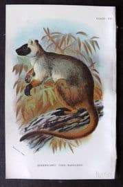 Lloyds - Australia Native 1896 Print. Queensland Tree Kangaroo