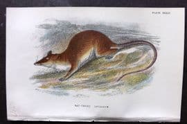 Lloyds - Australia Native 1896 Print. Rat-Tailed Opossum