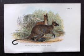 Lloyds - Australia Native 1896 Print. Red Necked Wallaby