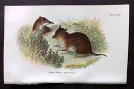 Lloyds - Australia Native 1896 Print. Short Nosed Bandicoot