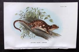 Lloyds - Australia Native 1896 Print. Spotted-Tailed Dasyure