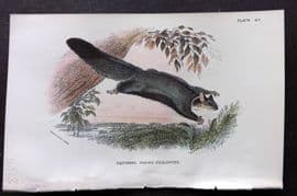 Lloyds - Australia Native 1896 Print. Squirrel Flying-Phalanger
