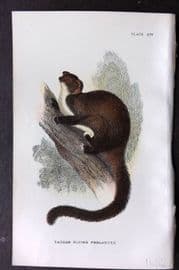 Lloyds - Australia Native 1896 Print. Taguan Flying Phalanger