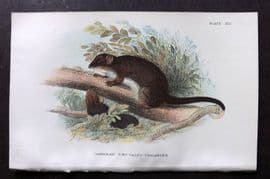 Lloyds - Australia Native 1896 Print. Tasmanian Ring-Tailed Phalanger