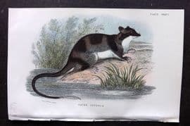 Lloyds - Australia Native 1896 Print. Water Opossum