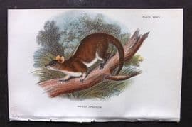 Lloyds - Australia Native 1896 Print. Woolly Opossum