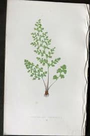 Lowe 1874 Antique Fern Print. Gymnogramma Leptophylla 11