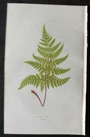 Lowe 1874 Antique Fern Print. Lastrea Aemula 34