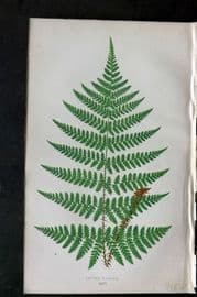 Lowe 1874 Antique Fern Print. Lastrea Dilatata 32
