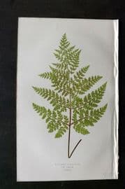 Lowe 1874 Antique Fern Print. Lastrea Dilatata 33