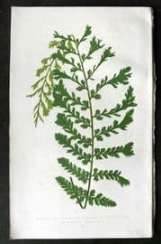 Lowe 1874 Antique Fern Print. Lastrea Filix-Mas 1A