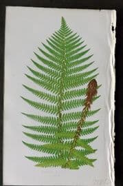 Lowe 1874 Antique Fern Print. Lastrea Filix-Mas 26