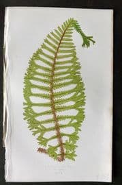 Lowe 1874 Antique Fern Print. Lastrea Filix-Mas 27