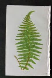 Lowe 1874 Antique Fern Print. Lastrea Filix-Mas 29