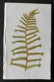 Lowe 1874 Antique Fern Print. Lastrea Filix-Mas 30