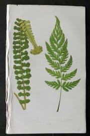 Lowe 1874 Antique Fern Print. Lastrea Filix-Mas 31