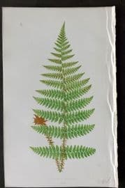Lowe 1874 Antique Fern Print. Lastrea Ricida 22
