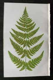 Lowe 1874 Antique Fern Print. Lastrea Spinulosa 33**