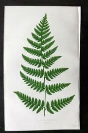 Lowe 1874 Antique Fern Print. Lastrea Uliginosa 33*