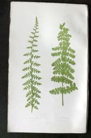 Lowe 1874 Antique Fern Print. Polypodium Alpestre 03