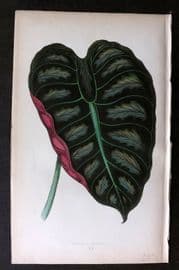 Lowe Beautiful Leaved Plants 1864 Botanical Print. Alocasia Metallica 60