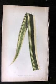 Lowe Beautiful Leaved Plants 1864 Botanical Print. Ananassa Sativa 21