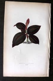 Lowe Beautiful Leaved Plants 1864 Botanical Print. Anoectochilus Rubro-Venia 35
