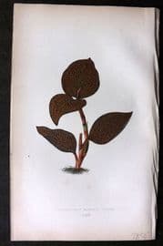 Lowe Beautiful Leaved Plants 1864 Botanical Print. Anoectochilus Setaceus 24