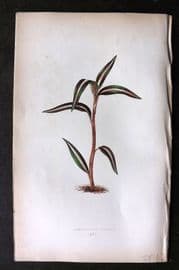 Lowe Beautiful Leaved Plants 1864 Botanical Print. Anoectochilus Striatus 30