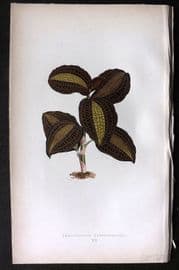 Lowe Beautiful Leaved Plants 1864 Botanical Print. Anoectochilus Xanthophyllus 07
