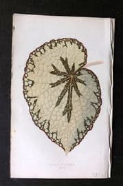 Lowe Beautiful Leaved Plants 1864 Botanical Print. Begonia Marshalli 18