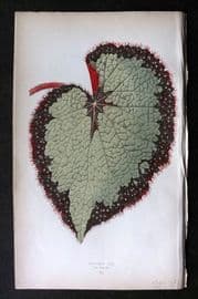 Lowe Beautiful Leaved Plants 1864 Botanical Print. Begonia Rex 06