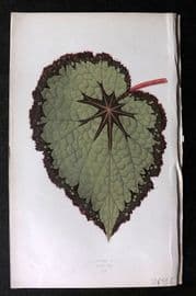 Lowe Beautiful Leaved Plants 1864 Botanical Print. Begonia Rex 12