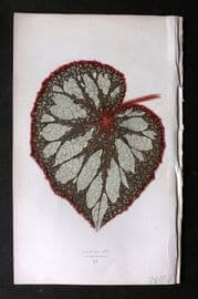 Lowe Beautiful Leaved Plants 1864 Botanical Print. Begonia Rex 15