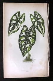 Lowe Beautiful Leaved Plants 1864 Botanical Print. Caladium Argyrites 22
