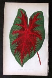 Lowe Beautiful Leaved Plants 1864 Botanical Print. Caladium Bicolor 04