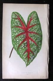 Lowe Beautiful Leaved Plants 1864 Botanical Print. Caladium Chantini 19