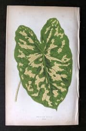 Lowe Beautiful Leaved Plants 1864 Botanical Print. Caladium Pictum 43