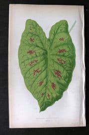 Lowe Beautiful Leaved Plants 1864 Botanical Print. Caladium Verschaffelti 46