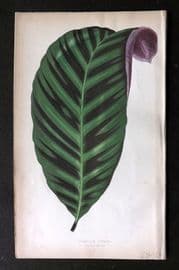 Lowe Beautiful Leaved Plants 1864 Botanical Print. Calathea Zebrina 01