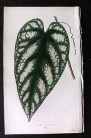 Lowe Beautiful Leaved Plants 1864 Botanical Print. Cissus Discolor 13