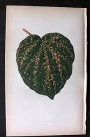 Lowe Beautiful Leaved Plants 1864 Botanical Print. Cissus Porphyrophyllus 59