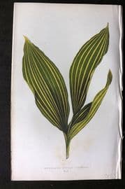 Lowe Beautiful Leaved Plants 1864 Botanical Print. Convallaria Majalis 42
