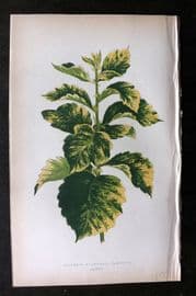 Lowe Beautiful Leaved Plants 1864 Botanical Print. Crataegus Prunifolia 48